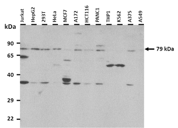PARP12 Rabbit Polyclonal Antibody