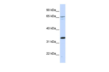 PSIP1 Rabbit Polyclonal Antibody