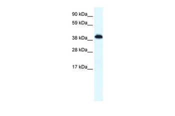 ZNF568 Rabbit Polyclonal Antibody
