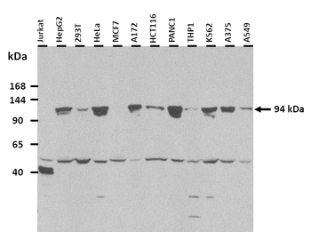 TPCN1 Rabbit Polyclonal Antibody