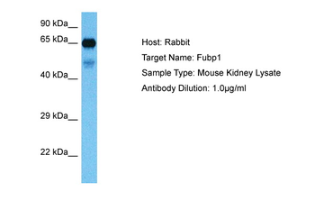 FUBP1 Rabbit Polyclonal Antibody