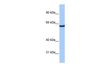 ZNF350 Rabbit Polyclonal Antibody