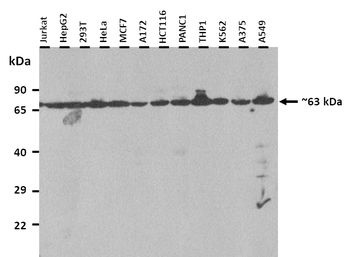ZFP91 Rabbit Polyclonal Antibody