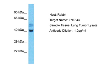 ZNF843 Rabbit Polyclonal Antibody