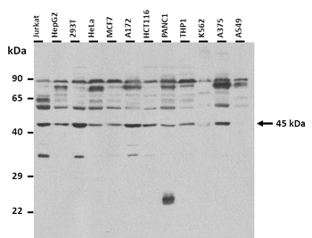 ARC Rabbit Polyclonal Antibody