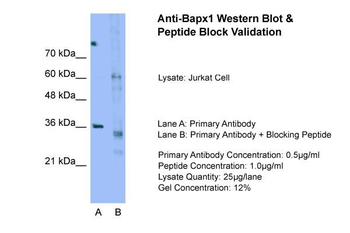 Bapx1 Rabbit Polyclonal Antibody
