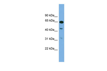 Npas1 Rabbit Polyclonal Antibody