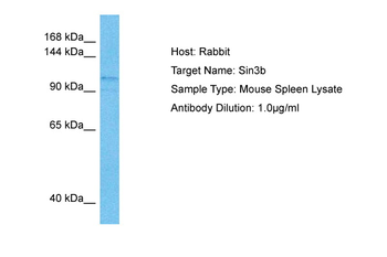 Sin3b Rabbit Polyclonal Antibody