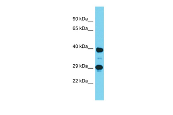 Dmrtc2 Rabbit Polyclonal Antibody