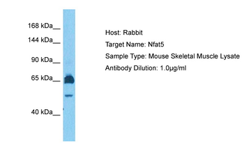 NFAT5 Rabbit Polyclonal Antibody