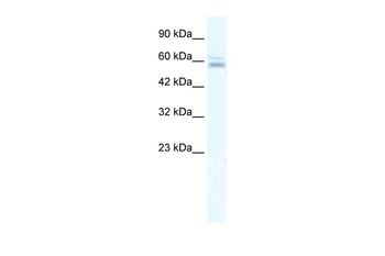 ZNF141 Rabbit Polyclonal Antibody