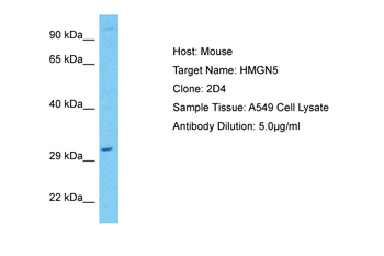 NSBP1 Rabbit Polyclonal Antibody