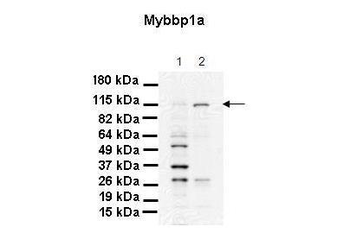 Mybbp1a Rabbit Polyclonal Antibody