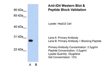 ID4 Rabbit Polyclonal Antibody