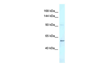 Aff3 Rabbit Polyclonal Antibody