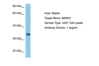 BARX2 Rabbit Polyclonal Antibody
