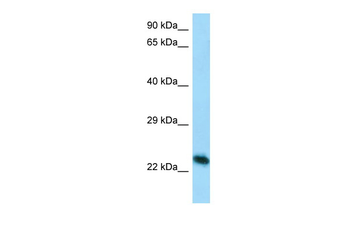 Creg1 Rabbit Polyclonal Antibody