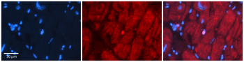 Six1 Rabbit Polyclonal Antibody