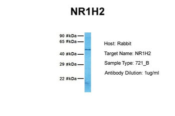 NR1H2 Rabbit Polyclonal Antibody