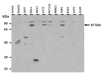 STAT1 Rabbit Polyclonal Antibody