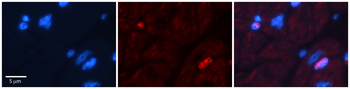 Dpf3 Rabbit Polyclonal Antibody