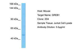 GREB1 Rabbit Polyclonal Antibody