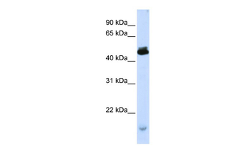KCMF1 Rabbit Polyclonal Antibody