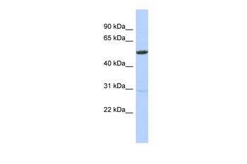 ZNF529 Rabbit Polyclonal Antibody