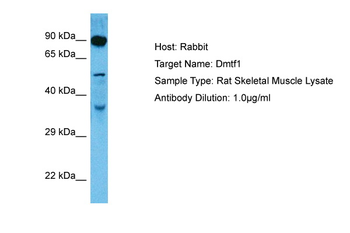 DMTF1 Rabbit Polyclonal Antibody
