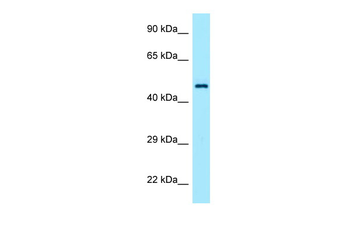 TEAD1 Rabbit Polyclonal Antibody