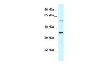 Bhlhe41 Rabbit Polyclonal Antibody