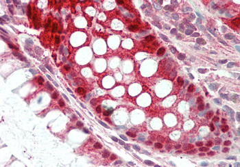 Egln2 Rabbit Polyclonal Antibody