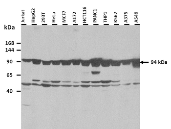 SIDT2 Rabbit Polyclonal Antibody