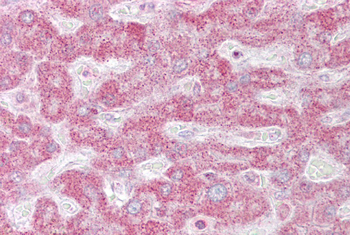 INSIG1 Rabbit Polyclonal Antibody
