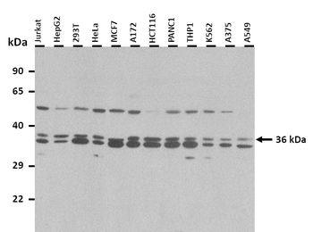 GAPDH Rabbit Polyclonal Antibody