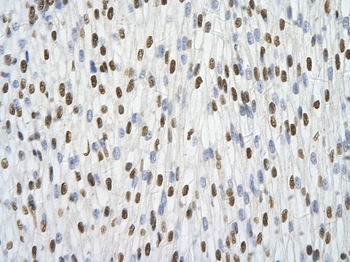 HNRPA1 Rabbit Polyclonal Antibody
