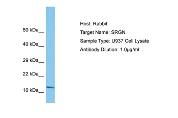 SRGN Rabbit Polyclonal Antibody