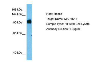 MAP3K13 Rabbit Polyclonal Antibody