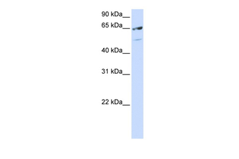 SFRS11 Rabbit Polyclonal Antibody