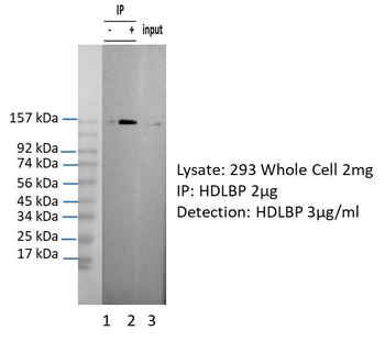 HDLBP Rabbit Polyclonal Antibody