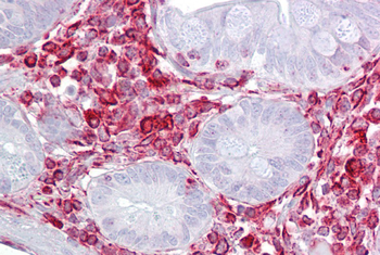 RACK1 Rabbit Polyclonal Antibody