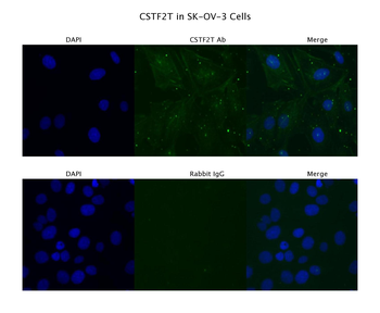 CSTF2T Rabbit Polyclonal Antibody