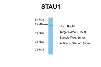 STAU1 Rabbit Polyclonal Antibody