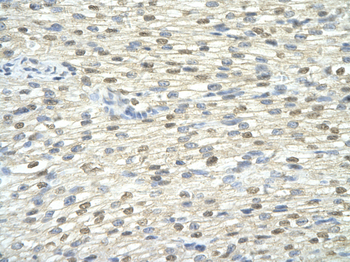 DAZAP1 Rabbit Polyclonal Antibody