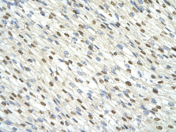 DAZAP1 Rabbit Polyclonal Antibody