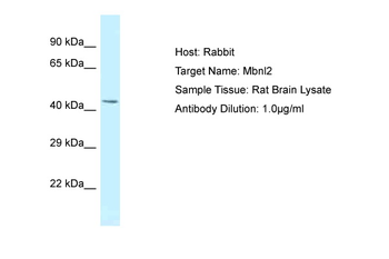 Mbnl2 Rabbit Polyclonal Antibody
