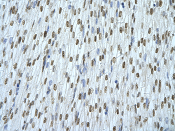 HNRPAB Rabbit Polyclonal Antibody