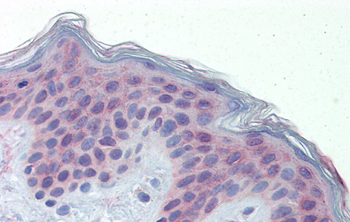 POLDIP3 Rabbit Polyclonal Antibody
