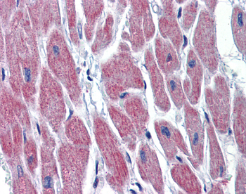 WNT10B Rabbit Polyclonal Antibody