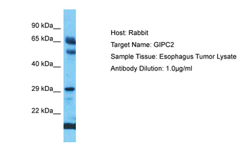 GIPC2 Rabbit Polyclonal Antibody